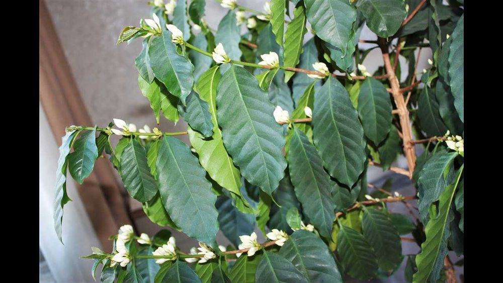 Саженец Кофе Арабика, Кофейное дерево Coffee Arabica