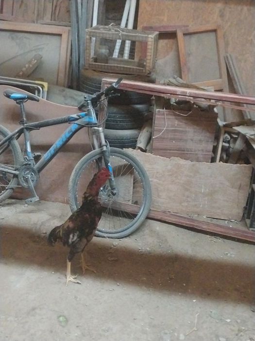 Бойцовый петух сильный