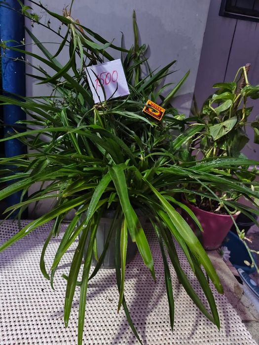 Сансевьера цветы в офис Доставка и самовывоз 10-22ч