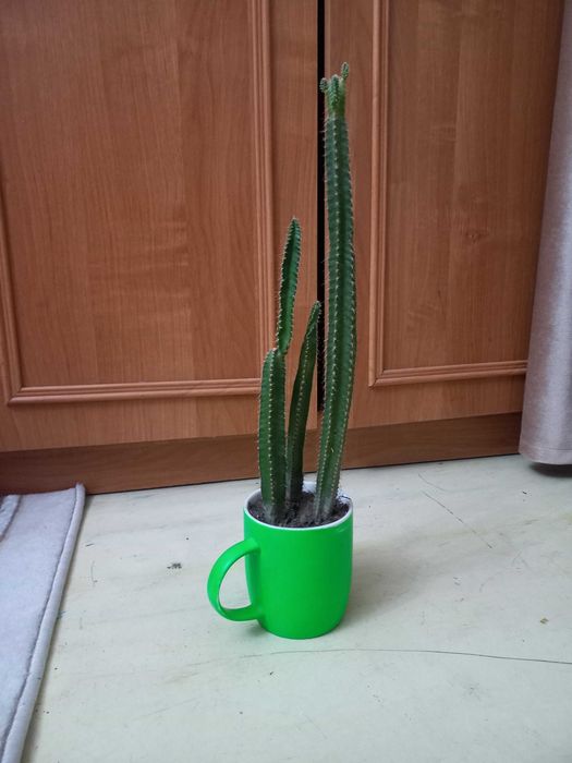 Продам комнатные цветы