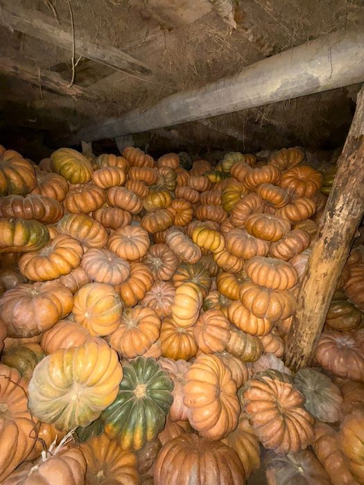 Тыква/асқабақ ромашка