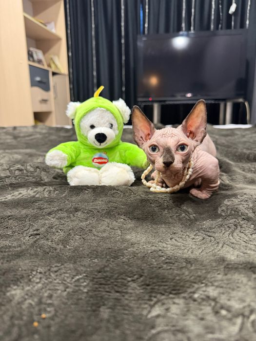 Шикарный сфинкс бамбино