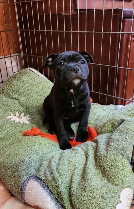 Щенок стаффордширского бультерьера.