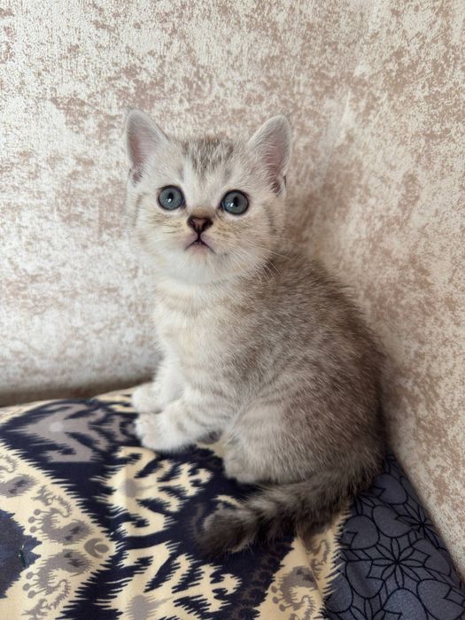 скотиш страйт мальчик серебристая шиншилла Чистокровный