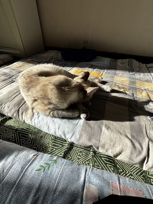 Кошка породистая