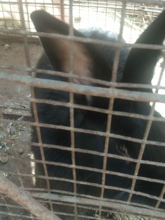 крольчата кролики беременные и крол.