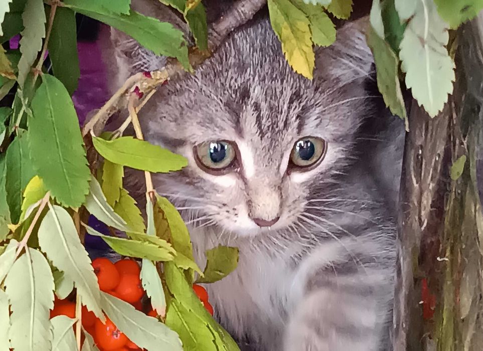 ОБЫЧНЫЙ КОТЕНОК котенок 2 мес. Девочка и Мальчик