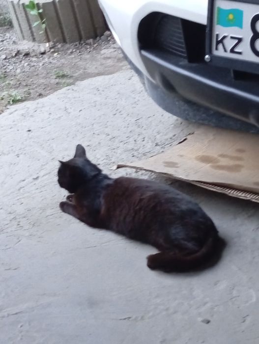 Отдам Котёнка и  кошку