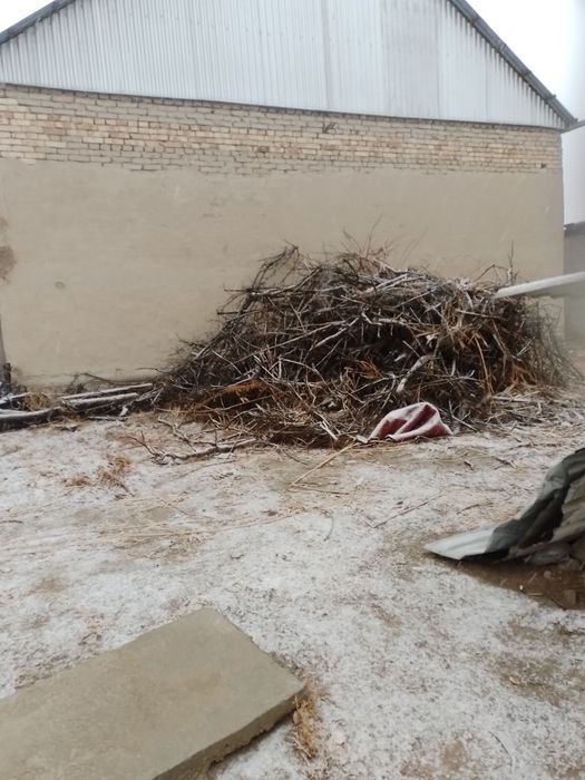 Утин хизим шохалар