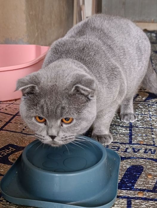 Mushuk sotiladi Scottish Fold