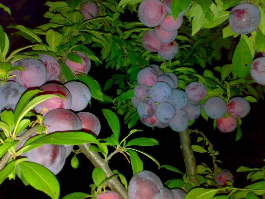 QOROLI kuchatlari eng yangi sortlar sortiga qonuniy kafolat beriladi