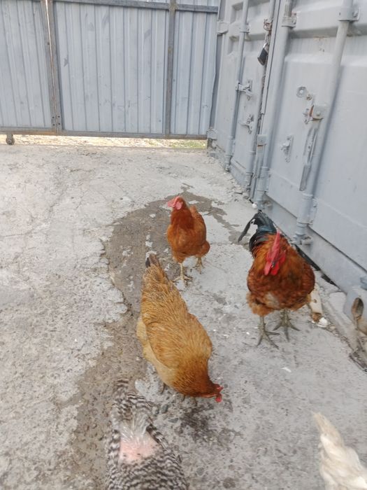 Продам домашние кури