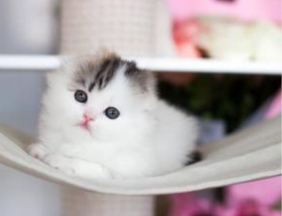 Веслоухие девочки игривые, и активные