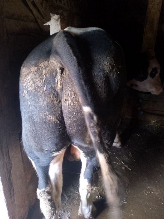 vand taur de doi ani gras