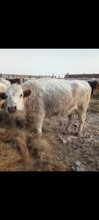 Сиырлар сатылады