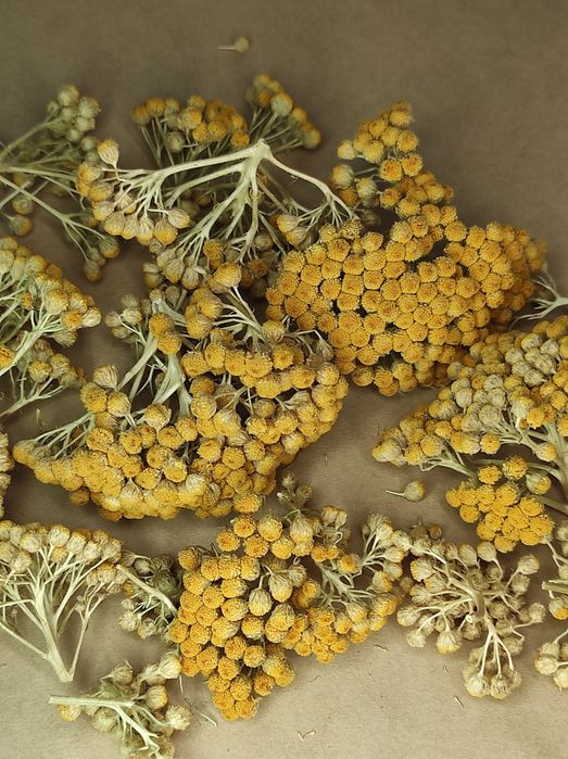 Пижма трава сушеная