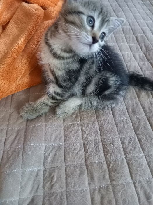 Отдам в добрые руки котят девочки