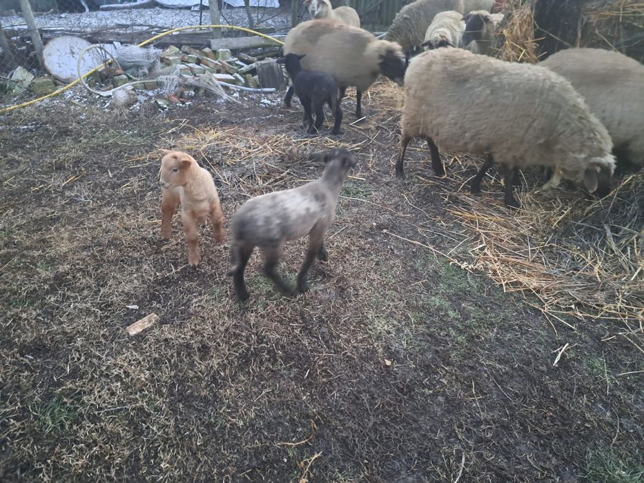 Oi carabasa romaneasca/Miei, oi carabase