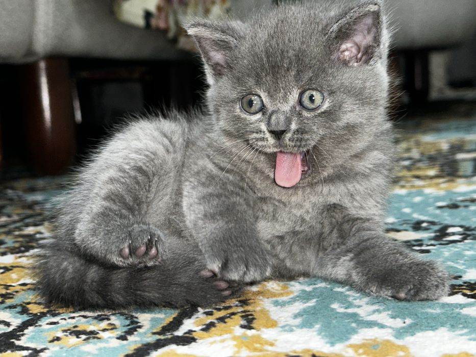 Британский котик