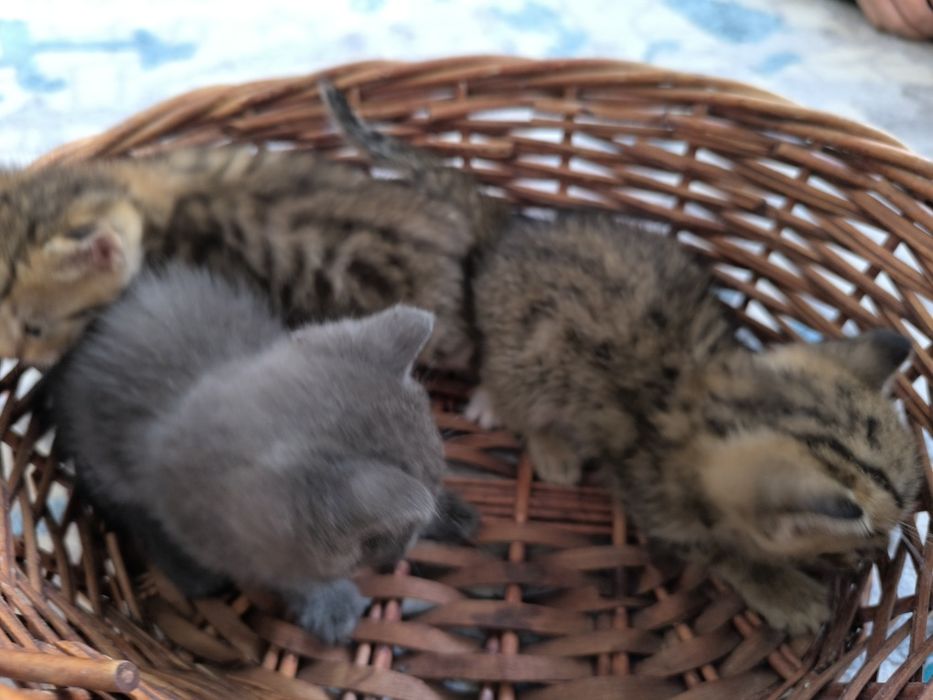 Милые котята бесплатно