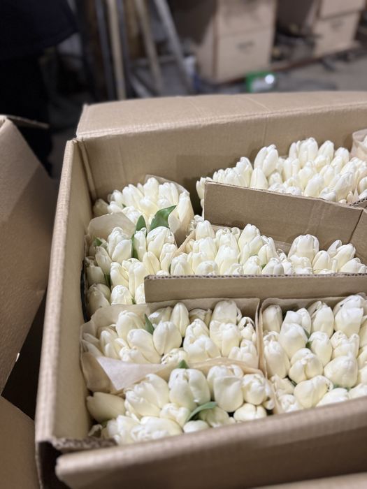 Беларусские Тюльпаны большие