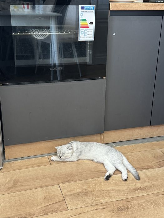 Продам кота шотланца