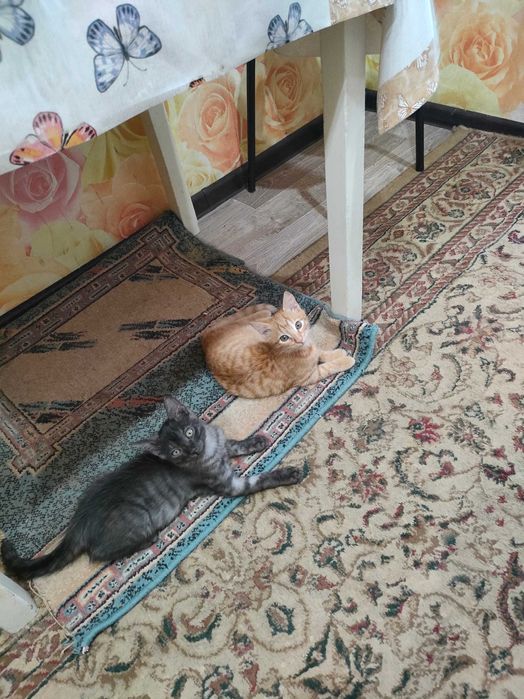 Отдам кисят в добрые руки.