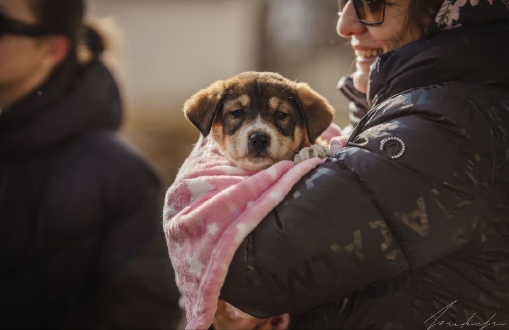 Търсят се осиновители за бебета кученца!