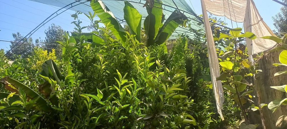 Лимон кочатлар ва гуллар