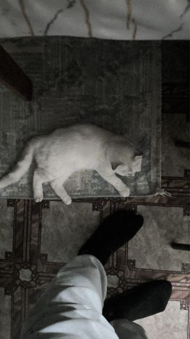 Котенок шотландский