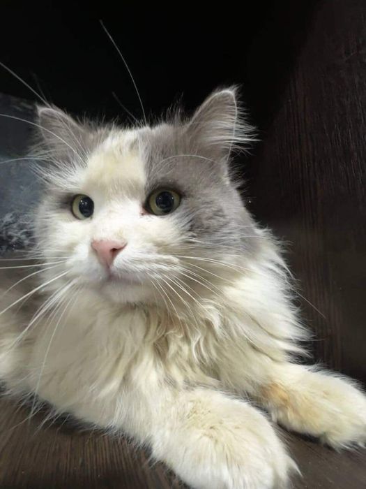 кот пропал 6 лет