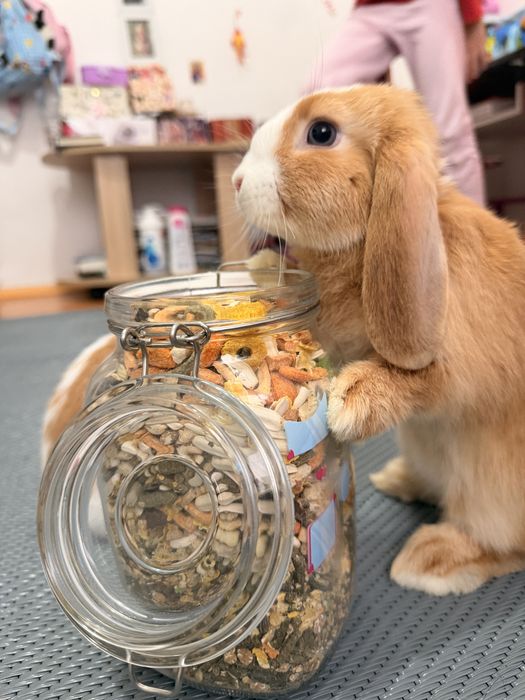 2 Mini lop iepuri femele