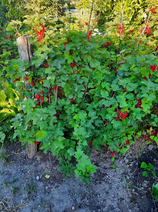 Coacaze rosii-strugurasi
