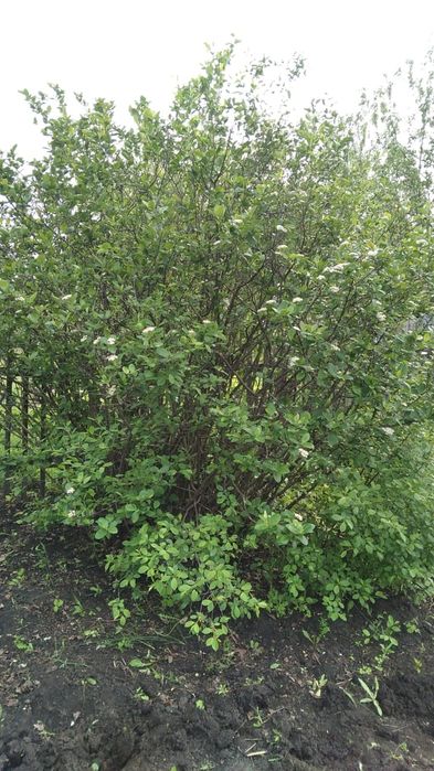 Продам дачу. Общество "ракета"