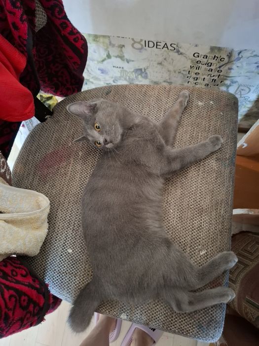 Катенок  девочка