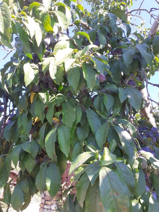 Prune de țuică anaspet
