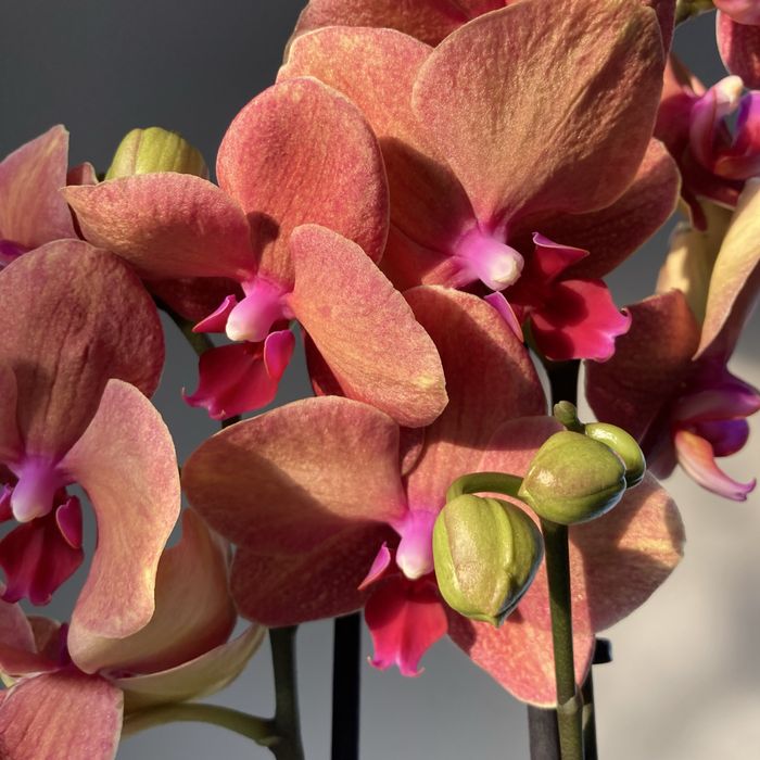 Орхидея, орхидеи! Высокие! На подарок!