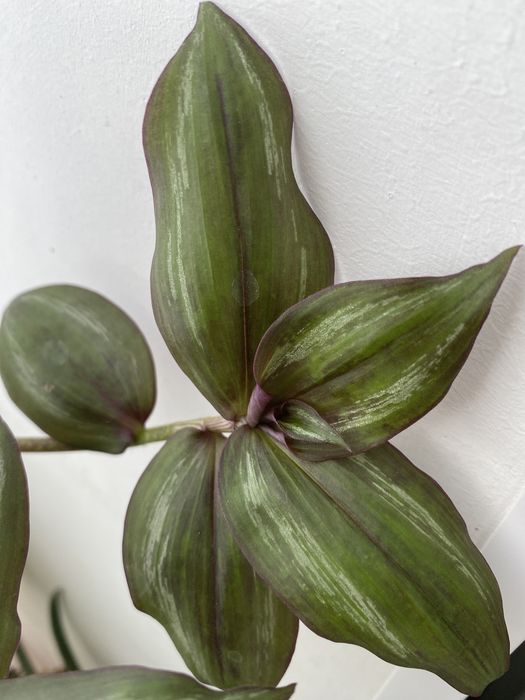 Зебрина purpusii отростки