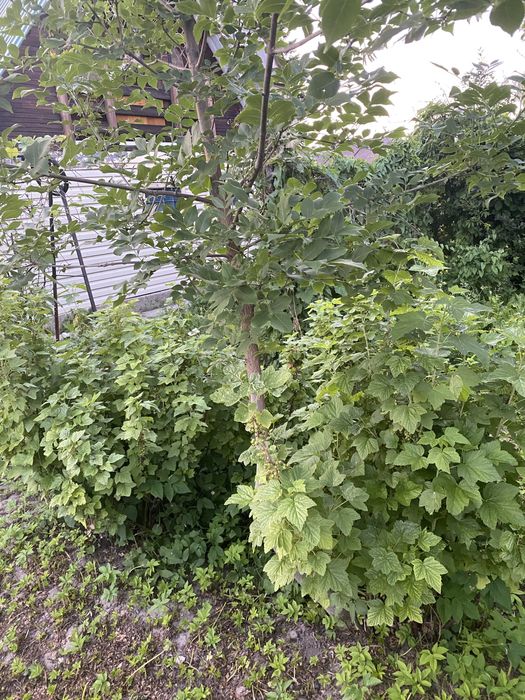 Продам дачу район остановки «Сады»