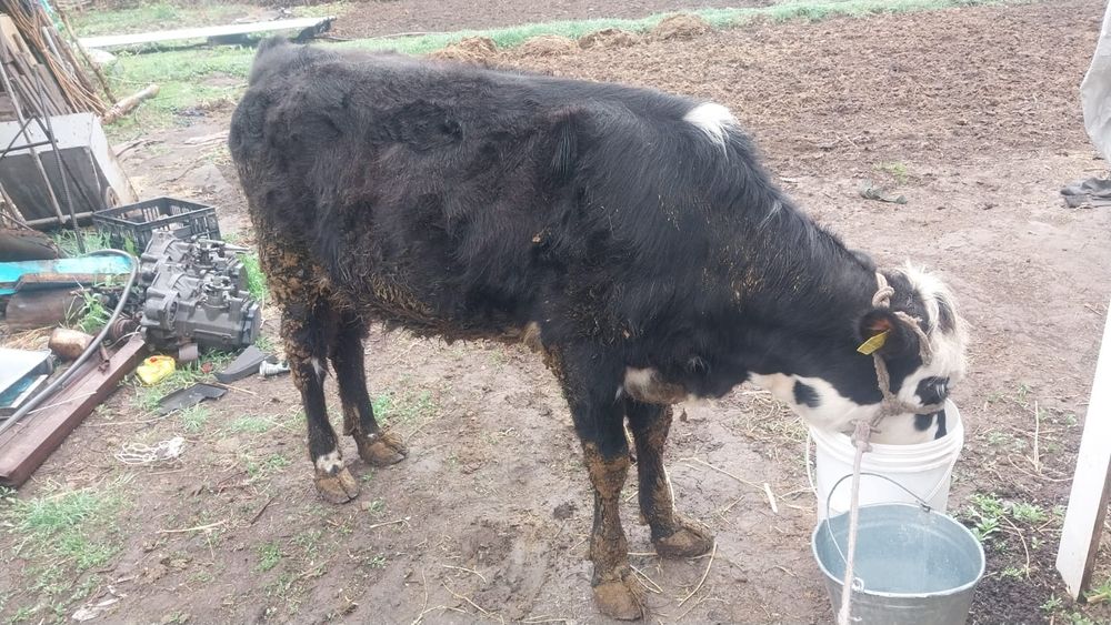 Продам телку возраст 1год