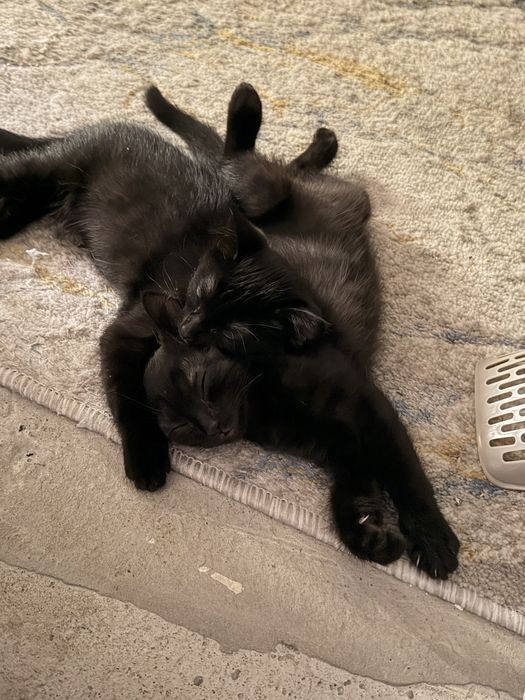 Чёрные котята от персидской кошки в добрые руки