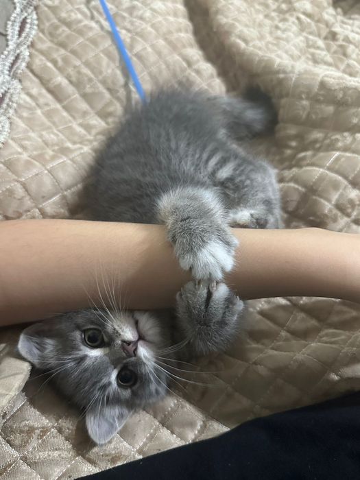 Котенок породистый