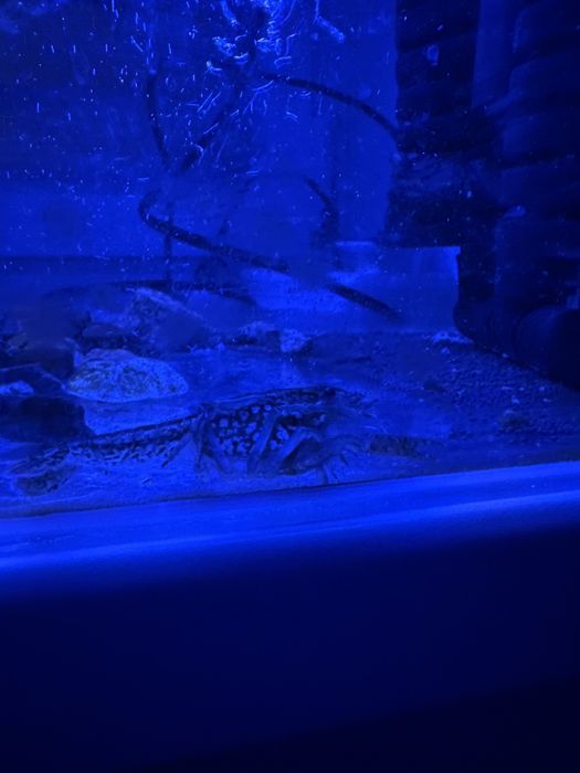 Аквариум 25-30 литров