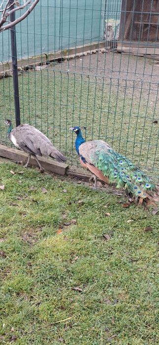 Pauni pereche fac 3 ani