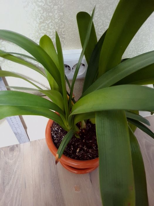 Комнатные растения Гиппеаструм