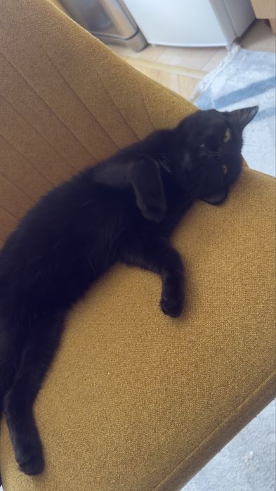 Отдам черную кошечку