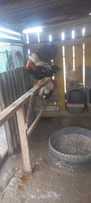 Продам петушков 3 штуки