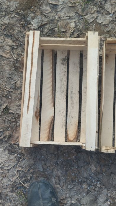 Pamidor yashila har xil razmerla bor