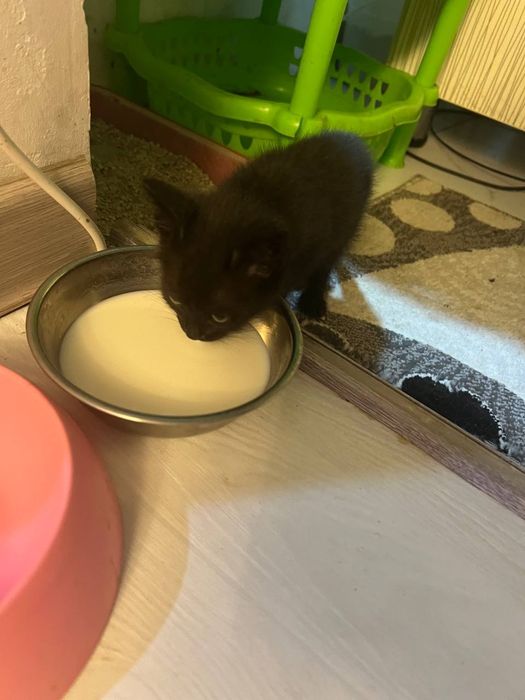 Катята пародистый