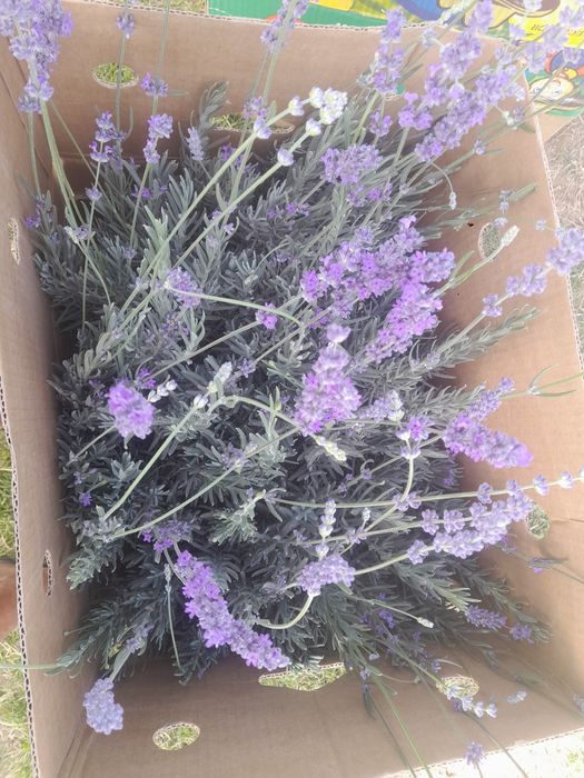 Карагаш Қарағаш Вяз